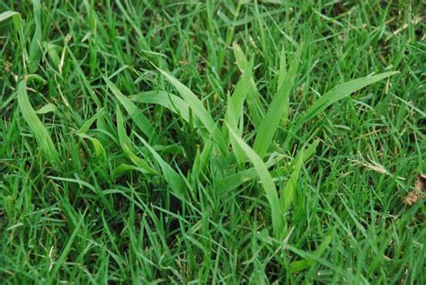 Crabgrass And Heat Equal The Need For Seedlawn Care For Southern Nh And