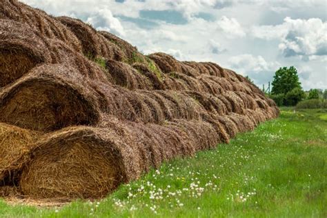 Large Bales Of Hay Are Stacked In Large Piles On The Field The Concept