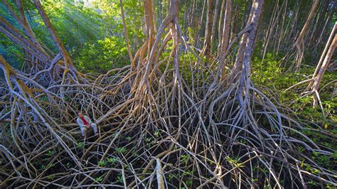 mangrove conservation can help countries meet emissions reduction goals the pew charitable trusts