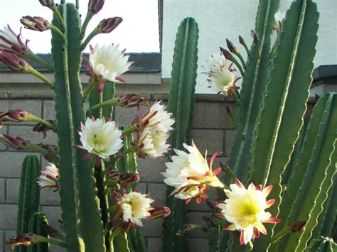 There are 69 peruvian apple cactus for sale on etsy, and they cost $42.73 on average. How to Grow and Care for Cereus | World of Succulents