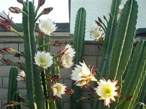Maybe you would like to learn more about one of these? How to Grow and Care for Cereus | World of Succulents