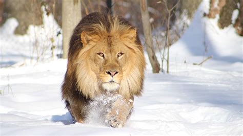 Lion On Snow Covered Landscape Hd Lion Wallpapers Hd Wallpapers Id