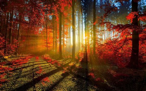 Wallpaper Sunlight Forest Nature Morning Tree Autumn Leaf