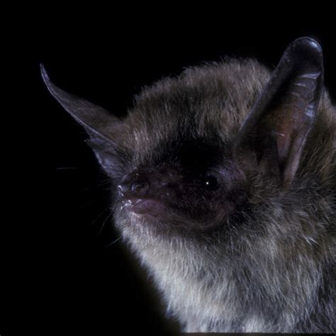 Stream Species Spotlight Northern Long Eared Bat By Natureserve Listen Online For Free On