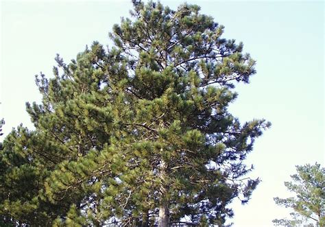 Minnesota Secretary Of State State Tree Norway Pine