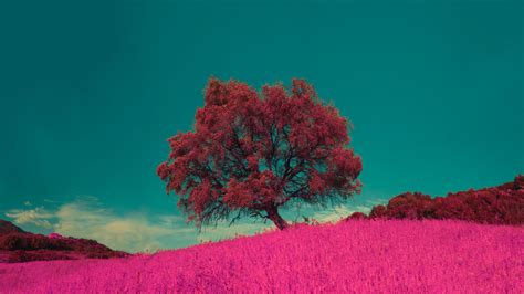 Tree Pink Horizon Lonely 4k Hd Wallpaper