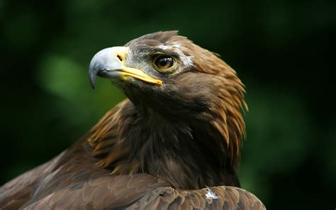 Eagle Bird Predator Head Beak Wallpapers Hd Desktop