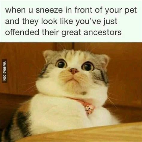 Why Is This Sooo True Cat Why Is This Sooo True Cat Funny Cat Memes