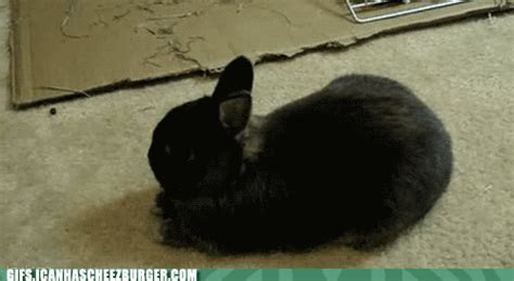 Rabbit Sleeping  Find And Share On Giphy