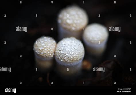 Small Stropharia Ambigua Mushrooms Covered In Dew Oregon Usa Stock