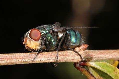 Bluebottle Fly Chrysomya Megacephala Flickr Photo Sharing