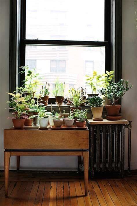 The Urban Gardener Indoor Window Gardens