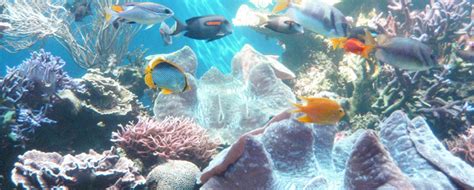 Worldreefday Protect Endangered Hawaii Coral Reefs Beat Of Hawaii