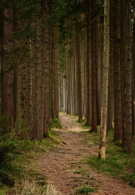 Free Images Tree Nature Wilderness Wood Hiking Trail Sunlight