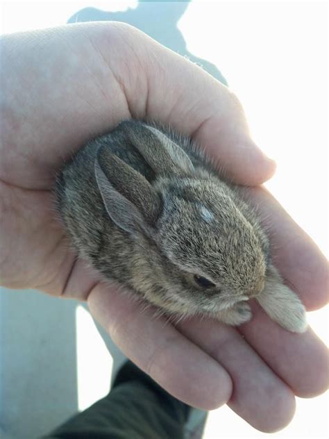 Help Me Name My Teeny Tiny Rabbit Cute Baby Animals Cute Funny