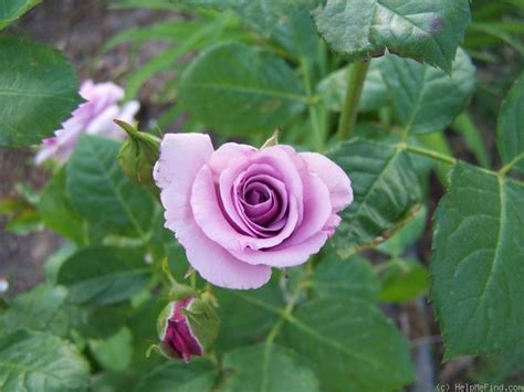 Fragrant Lavender Simplicity Rose Photo