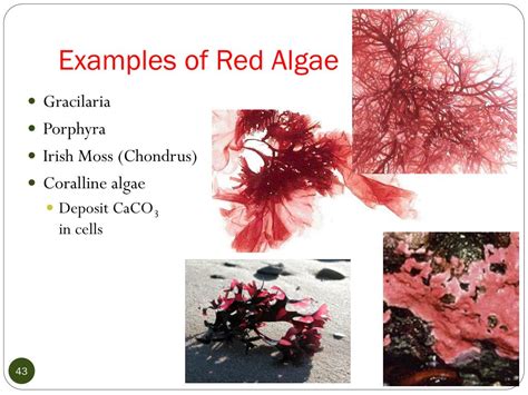 Red Algae Characters And Types With Diagram