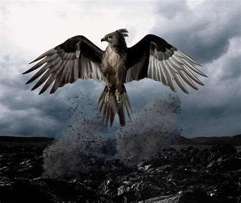 The bird that is reborn from asheswiki: All You Need To Know About The Greek Mythological Bird ...