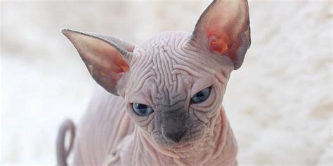 Respectable Sphynx Cat Breeder In Louisville Kentucky Ky Our