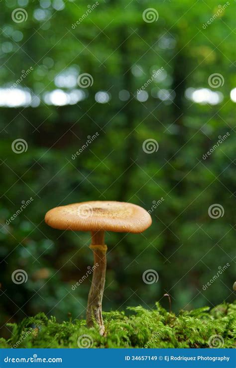 Solitary Mushroom Stock Image Image Of Trees Fungi 34657149