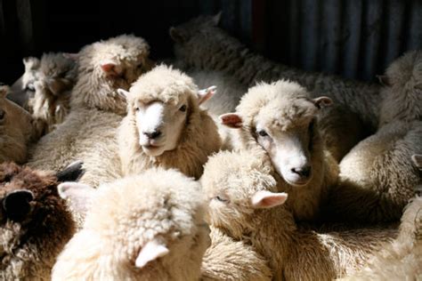 Lamb wool animal animals nature livestock farm pasture meadow. Royalty Free Sheep Shearing Pictures, Images and Stock ...