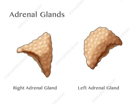 Adrenal Glands Illustration Stock Image C0365412 Science Photo