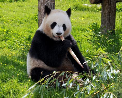 Wallpaper Cute Panda Eating Bamboo 3840x2160 Uhd 4k Picture Image