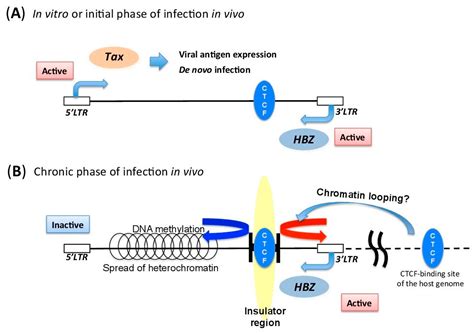 Viruses Free Full Text Transcriptional And Epigenetic Regulatory