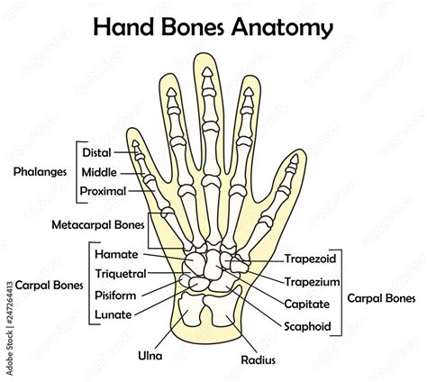 Hand Bone Anatomy With Detail Vector Illustration Stock Vector Adobe