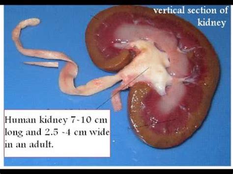 Structure of Kidney and Function of Kidney and Nephron - YouTube