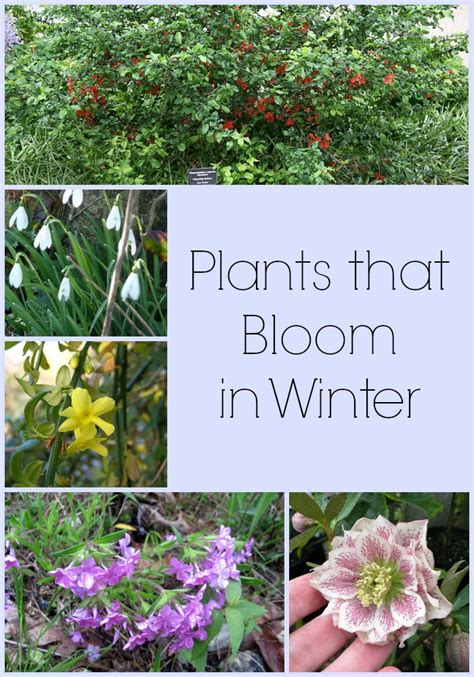 8 Plants That Bloom In Winter Gardening Viral