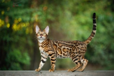 How Big Do Bengal Cats Get Vet Reviewed Average Weight And Growth Chart