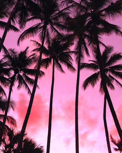 Miami Palm Trees Wallpaper Amiee Barclay