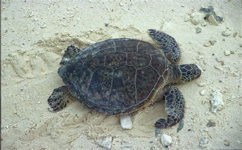 Check spelling or type a new query. Free Images : beach, nature, sand, wildlife, biology, sea ...