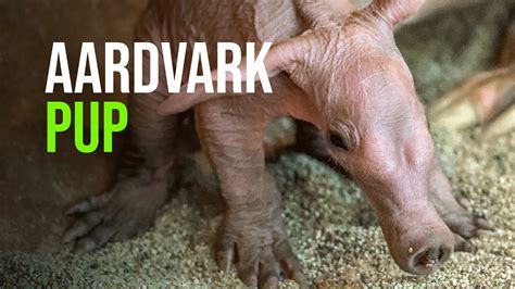 A Female Aardvark Has Given Birth At Prague Zoo Youtube
