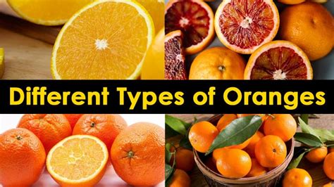 Different Types Of Oranges To Savor Varieties Of Oranges