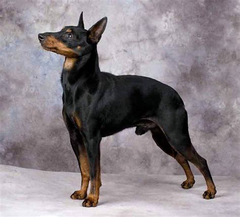 Date of publication of the standard. Manchester Terrier History, Personality, Appearance ...