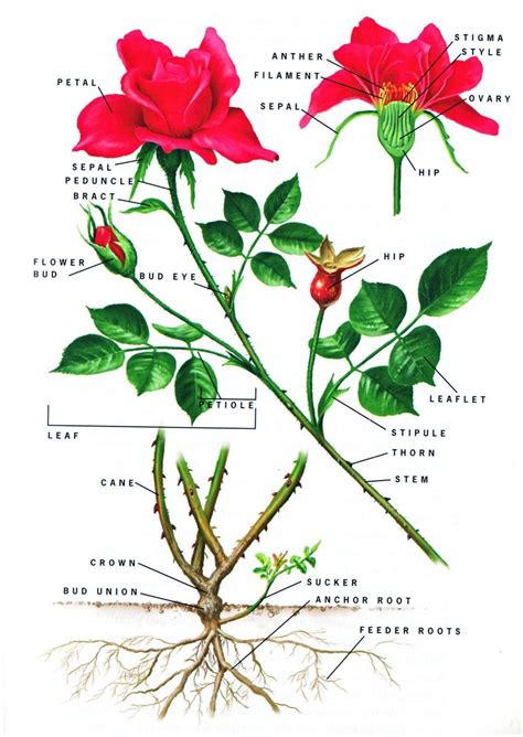 Parts Of A Rose Anatomy Of A Rose Small Image1a Diagram Of A