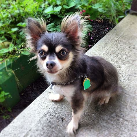 Long haired chihuahua pup | Cute animal pictures, Cute animals, Animal ...