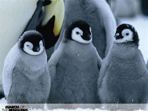 Birds Penguins Cute Baby Penguin Cute Animals Baby Penguins