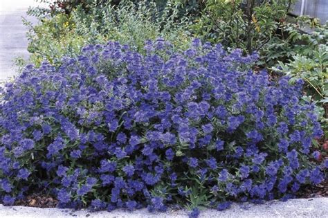 It forms its best shape in full sun, but will grow in light shade. blue perennials for zone 5b | Bushes and shrubs, Low ...
