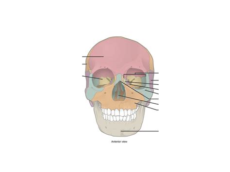 Facial Bones Anterior View Diagram Quizlet