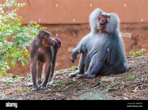Adult Male Hamadryas Baboon Papio Hamadryas And Its Female Partner Having Red Swollen Bottoms