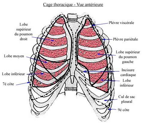 Cancers de la plèvre (mésothéliomes). Anatomie pulmonaire et thoracique