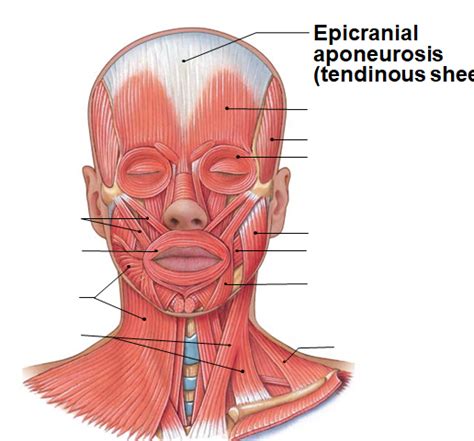 Chapter 7 Axial Muscles Anterior Head Diagram Quizlet