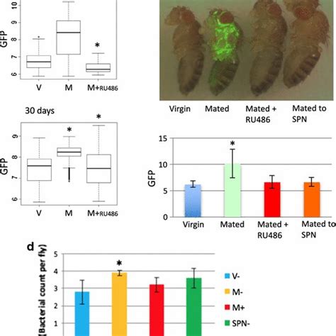 Model In Drosophila Females Mating And Male Sex Peptide Cause