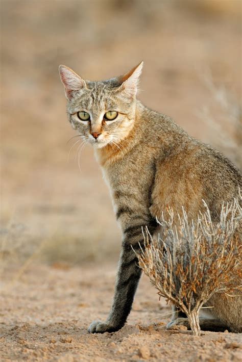 Every Domestic Cat You Will Ever See Is Descendant From The African