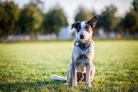 Gado Australiano Cão Treinamento Cão Cão Jogar Blue Heeler
