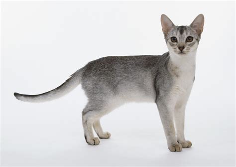 The Abyssinian Cat Breed Information