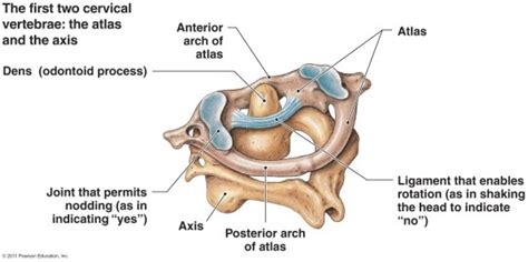 The atlas is the first cervical vertebra, commonly called c1. C1 Vertebra - Atlas and Accompanying Structures - The Art ...